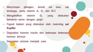 ⦁ Menyimpan glikogen, lemak zat besi, zat
tembaga, serta vitamin A, D, dan B12
⦁ Mengaktifkan vitamin D, yang dilakukan
bersama-sama dengan ginjal
⦁ Figosit bakteri yang dilakukan oleh makrofag sel
Kupffer
⦁ Degradasi hormon insulin dan beberapa beberapa
hormon lainnya
⦁ Degradasi amonia menjadi urea
14
 