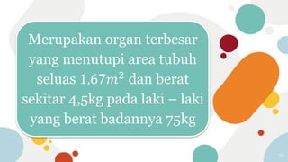 Merupakan organ terbesar
yang menutupi area tubuh
seluas 1,67𝑚2
dan berat
sekitar 4,5kg pada laki – laki
yang berat badannya 75kg
20
 