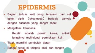 EPIDERMIS
⦁ Bagian terluar kulit yang tersusun dari sel
epitel pipih (skuamosa) berlapis banyak
dengan susunan yang sangat rapat
⦁ Mengalami keratinasi
Keratin adalah protein keras, antiair,
fungsinya melindungi permukaan kulit
⦁ Tidak memiliki pembuluh darah
⦁ Sangat tebal di telapak kaki dan tangan
26
 
