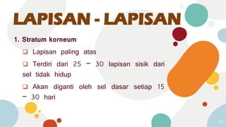 LAPISAN - LAPISAN
1. Stratum korneum
 Lapisan paling atas
 Terdiri dari 25 – 30 lapisan sisik dari
sel tidak hidup
 Akan diganti oleh sel dasar setiap 15
– 30 hari
27
 