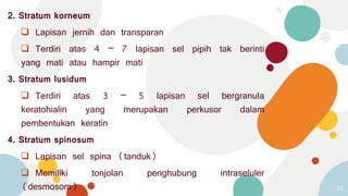 2. Stratum korneum
 Lapisan jernih dan transparan
 Terdiri atas 4 – 7 lapisan sel pipih tak berinti
yang mati atau hampir mati
3. Stratum lusidum
 Terdiri atas 3 – 5 lapisan sel bergranula
keratohialin yang merupakan perkusor dalam
pembentukan keratin
4. Stratum spinosum
 Lapisan sel spina (tanduk)
 Memiliki tonjolan penghubung intraseluler
(desmosom) 28
 