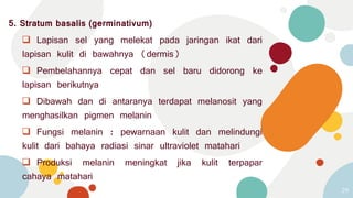 5. Stratum basalis (germinativum)
 Lapisan sel yang melekat pada jaringan ikat dari
lapisan kulit di bawahnya (dermis)
 Pembelahannya cepat dan sel baru didorong ke
lapisan berikutnya
 Dibawah dan di antaranya terdapat melanosit yang
menghasilkan pigmen melanin
 Fungsi melanin : pewarnaan kulit dan melindungi
kulit dari bahaya radiasi sinar ultraviolet matahari
 Produksi melanin meningkat jika kulit terpapar
cahaya matahari
29
 