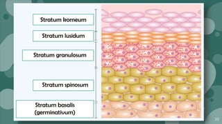 30
Stratum korneum
Stratum lusidum
Stratum granulosum
Stratum spinosum
Stratum basalis
(germinativum)
 