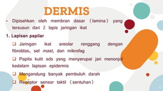 DERMIS
⦁ Dipisahkan oleh membran dasar (lamina) yang
tersusun dari 2 lapis jaringan ikat
1. Lapisan papilar
 Jaringan ikat areolar renggang dengan
fibroblas, sel mast, dan mikrofag
 Papila kulit sds ysng menyerupai jari menonjol
kedalam lapisan epidermis
 Mengandung banyak pembuluh darah
 Reseptor sensor taktil (sentuhan)
31
 