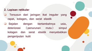 2. Lapisan retikuler
 Tersusun dari jaringan ikat ireguler yang
rapat, kolagen, dan serat elastik
 Sejalan dengan bertambahnya usia,
deteriorasi (penurunan mutu) simpul
kolagen dan serat elastik menyebabkan
pengeriputan kulit
32
 