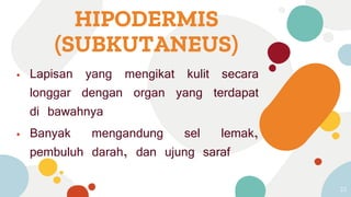 HIPODERMIS
(SUBKUTANEUS)
⦁ Lapisan yang mengikat kulit secara
longgar dengan organ yang terdapat
di bawahnya
⦁ Banyak mengandung sel lemak,
pembuluh darah, dan ujung saraf
33
 