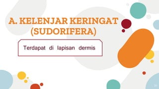 A. KELENJAR KERINGAT
(SUDORIFERA)
Terdapat di lapisan dermis
35
 