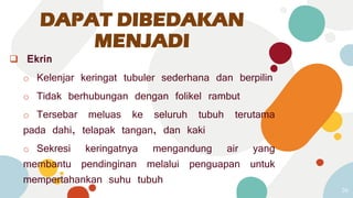  Ekrin
o Kelenjar keringat tubuler sederhana dan berpilin
o Tidak berhubungan dengan folikel rambut
o Tersebar meluas ke seluruh tubuh terutama
pada dahi, telapak tangan, dan kaki
o Sekresi keringatnya mengandung air yang
membantu pendinginan melalui penguapan untuk
mempertahankan suhu tubuh
36
DAPAT DIBEDAKAN
MENJADI
 