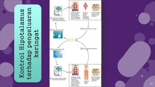 47
KontrolHipotalamus
terhadappengeluaran
keringat
 