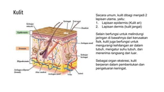 Sistem Ekskresi.pptx