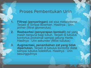 Proses Pembentukan Urin

1.   Filtrasi (penyaringan) zat sisa metabolisme.
     Terjadi di Simpai Bowman. Hasilnya : Urin
     primer (filtrat glomerulus)
2.   Reabsorbsi (penyerapan kembali) zat yang
     masih berguna bagi tubuh. Terjadi di tubulus
     kontortus proksimal sampai gelung Henle.
     Hasilnya : Urin sekunder (filtrat tubulus)
3.   Augmentasi, penambahan zat yang tidak
     diperlukan. Terjadi di tubulus kontortis distal
     sampai tubulus kolektifus. Hasilnya : Urin
     sesungguhnya
 
