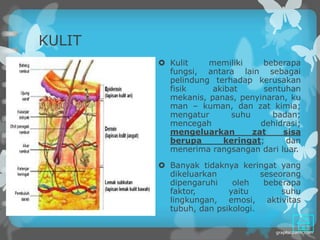 KULIT
         Kulit    memiliki     beberapa
          fungsi, antara lain sebagai
          pelindung terhadap kerusakan
          fisik     akibat      sentuhan
          mekanis, panas, penyinaran, ku
          man – kuman, dan zat kimia;
          mengatur      suhu      badan;
          mencegah             dehidrasi;
          mengeluarkan       zat    sisa
          berupa      keringat;      dan
          menerima rangsangan dari luar.

         Banyak tidaknya keringat yang
          dikeluarkan           seseorang
          dipengaruhi    oleh    beberapa
          faktor,       yaitu        suhu
          lingkungan, emosi, aktivitas
          tubuh, dan psikologi.
 