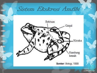 Sistem Ekskresi Amfibi
 