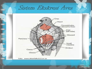 Sistem Ekskresi Aves
 
