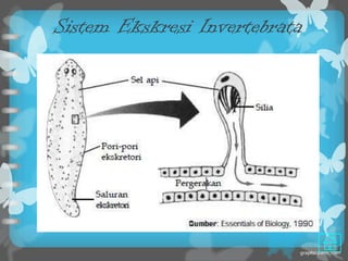 Sistem Ekskresi Invertebrata
 