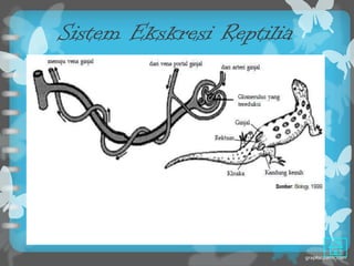 Sistem Ekskresi Reptilia
 