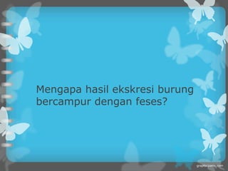 Mengapa hasil ekskresi burung
bercampur dengan feses?
 