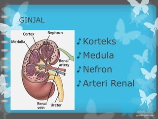 GINJAL


         ♪ Korteks
         ♪ Medula
         ♪ Nefron
         ♪ Arteri Renal
 