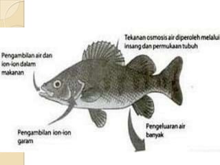 980 Perbedaan Sistem Ekskresi Ikan Air Tawar Dan Ikan Air Laut Gratis Terbaik