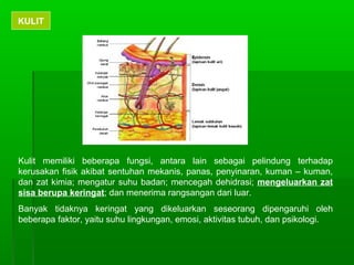 KULIT
Kulit memiliki beberapa fungsi, antara lain sebagai pelindung terhadap
kerusakan fisik akibat sentuhan mekanis, panas, penyinaran, kuman – kuman,
dan zat kimia; mengatur suhu badan; mencegah dehidrasi; mengeluarkan zat
sisa berupa keringat; dan menerima rangsangan dari luar.
Banyak tidaknya keringat yang dikeluarkan seseorang dipengaruhi oleh
beberapa faktor, yaitu suhu lingkungan, emosi, aktivitas tubuh, dan psikologi.
 