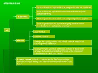 STRUKTUR KULIT
Kulit
Epidermis
Stratum korneum: lapisan tanduk yang terdiri atas sel – sel mati
Stratum lusidum: lapisan di bawah stratum korneum yang
berwarna bening
Stratum granulosum: lapisan kulit yang mengandung pigmen
Stratum germinativum: lapisan kulit yang selalu tumbuh
membentuk sel – sel baru ke arah luar
Dermis
Akar rambut
Pembuluh darah
Kelenjar keringat (glandula sudorifera), terletak tersebar di
seluruh permukaan tubuh
Kelenjar minyak (glandula sebasea), terletak di dekat akar
rambut. Berfungsi menghasilkan minyak untuk mencegah
kekeringan pada kulit dan rambut.
Lapisan Lemak, terletak di bawah dermis. Berfungsi sebagai
sumber cadangan energi dan membantu mempertahankan suhu
tubuh.
 
