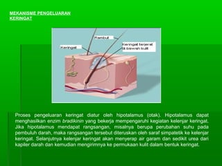 MEKANISME PENGELUARAN
KERINGAT
Proses pengeluaran keringat diatur oleh hipotalamus (otak). Hipotalamus dapat
menghasilkan enzim bradikinin yang bekerja mempengaruhi kegiatan kelenjar keringat.
Jika hipotalamus mendapat rangsangan, misalnya berupa perubahan suhu pada
pembuluh darah, maka rangsangan tersebut diteruskan oleh saraf simpatetik ke kelenjar
keringat. Selanjutnya kelenjar keringat akan menyerap air garam dan sedikit urea dari
kapiler darah dan kemudian mengirimnya ke permukaan kulit dalam bentuk keringat.
 