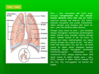 PARU - PARU
Paru – paru merupakan alat tubuh yang
bertugas mengeluarkan zat sisa berupa
karbon dioksida (CO2) dan uap air dalam
kaitannya sebagai alat ekskresi. Gas karbon
dioksida merupakan sisa proses metabolisme
dalam jaringan yang diangkut oleh darah ke
paru – paru dan berdifusi dalam alveolus.
Oksigen yang masuk ke paru – paru berikatan
dengan hemoglobin membentuk oksihemoglobin
dalam eritrosit yang mengalir menuju jaringan
tubuh. Setelah sampai di sel- sel tubuh, O2
dilepas dari ikatan oksihemoglobin dan keluar
menuju jaringan lalu masuk ke sel – sel tubuh.
Pada saat yang sama, CO2 dari sel – sel tubuh
masuk ke dalam darah. Sebagian kecilnya
bergabung dengan hemoglobin membentuk
karboksihemoglobin. Kebanyakan CO2
membentuk HCO3
-
dengan plasma darah. Saat
darah masuk ke dalam kapiler paru – paru,
HCO3
-
berubah di dalam eritrosit menjadi H2O
dan CO2. CO2 meninggalkan sel eritrosit dan
kapiler.
 