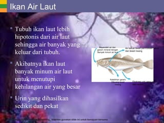 63 Mengapa Ikan Air Laut Banyak Minum Sedikit Urine Gratis Terbaik
