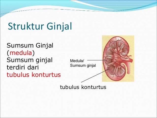 Sistem ekskresi