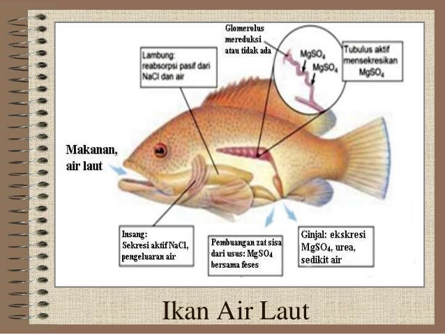 Sistem Ekskresi Hewan  vertebrata 