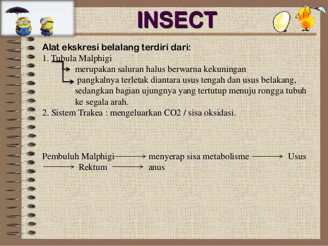 Sistem Ekskresi Hewan Vertebrata