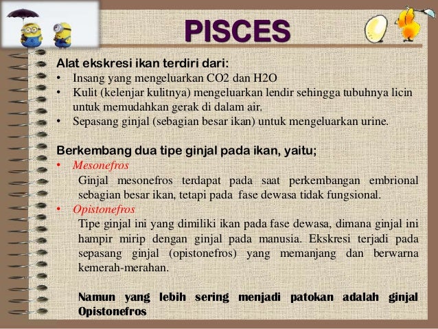 Sistem Ekskresi Hewan vertebrata Sistem Ekskresi Hewan vertebrata