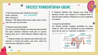 1). Filtrasi (penyaringan darah membentuk urin primer)
Tempat : glomerulus Hasil : URINE PRIMER
Bahan : darah dan air
Kandungan : H2O, glukosa, klorida, natrium, kalium, garam, mineral,
asam amino, asam urat, dan kreatini.
2). Reabsorpsi (penyerapan kembali),
Urin primer yang masih meloloskan zat penting akan diserap kembali
oleh kapiler peritubuler. Reabsorpsi terjadi pada t.k. proximal,
lengkung Henle, dan t.k. distal. Reabsorpsi dilakukan melalui dua
cara:
A. Reabsorpsi obligat, yaitu reabsorpsi yang mutlak terjadi, yaitu
reabsorpsi air (osmosis) dan glukosa, asam amino, vitamin dan
mineral (transpor aktif) pada t.k. proximal.
B. Reabsorpsi fakultatif, yaitu reabsorpsi yang terjadi sesuai
kebutuhan tertentu, yaitu reabsorpsi air di lengkung Henle, t.k.
distal dan tubulus kolektivus. Reabsorpsi urin primer menghasilkan
urin sekunder.
3). Augmentasi (penambahan)
Urin sekunder kemudian mengalami penambahan zat, seperti
urobilin, H+ , NH4 + dan urea. Penambahan zat-zat ini memberikan
warna dan bau pada urin. Augmentasi menghasilkan urin tersier
atau urin sesungguhnya.
 