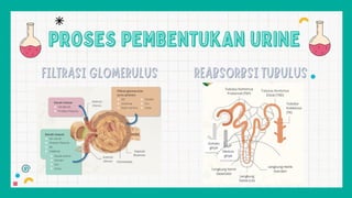 PROSES PEMBENTUKAN URINE
PROSES PEMBENTUKAN URINE
 