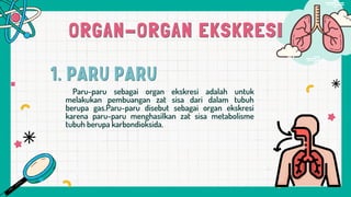 Paru-paru sebagai organ ekskresi adalah untuk
melakukan pembuangan zat sisa dari dalam tubuh
berupa gas.Paru-paru disebut sebagai organ ekskresi
karena paru-paru menghasilkan zat sisa metabolisme
tubuh berupa karbondioksida.
 