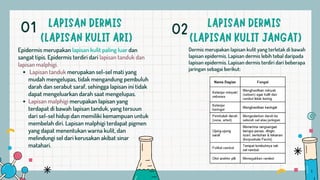 Lapisan tanduk merupakan sel-sel mati yang
mudah mengelupas, tidak mengandung pembuluh
darah dan serabut saraf, sehingga lapisan ini tidak
dapat mengeluarkan darah saat mengelupas.
Lapisan malphigi merupakan lapisan yang
terdapat di bawah lapisan tanduk, yang tersuun
dari sel-sel hidup dan memiliki kemampuan untuk
membelah diri. Lapisan malphigi terdapat pigmen
yang dapat menentukan warna kulit, dan
melindungi sel dari kerusakan akibat sinar
matahari.
Epidermis merupakan lapisan kulit paling luar dan
sangat tipis. Epidermis terdiri dari lapisan tanduk dan
lapisan malphigi.
Dermis merupakan lapisan kulit yang terletak di bawah
lapisan epidermis. Lapisan dermis lebih tebal daripada
lapisan epidermis. Lapisan dermis terdiri dari beberapa
jaringan sebagai berikut:
01 02
 