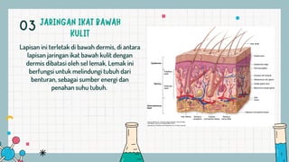 Lapisan ini terletak di bawah dermis, di antara
lapisan jaringan ikat bawah kulit dengan
dermis dibatasi oleh sel lemak. Lemak ini
berfungsi untuk melindungi tubuh dari
benturan, sebagai sumber energi dan
penahan suhu tubuh.
03
 