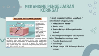 MEKANISME PENGELUARAN
KERINGAT
Pembuluh darah melebar
Rambut turun
Kelenjar keringat aktif mengekskresikan
keringat.
1. Untuk melepaskan kelebihan panas tubuh /
dalam keadaan suhu panas, maka:
Pembuluh darah menyempit
Rambut tegak
Kelenjar keringat tidak aktif mengekskresikan
keringat.
2. Untuk mempertahankan panas tubuh agar tidak
keluar/ dalam keadaan suhu dingin, maka:
 