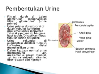  Filtrasi darah di dalam
glomerulus menghasilkan
filtrat glomerulus (urine
primer)
 Urine primer di reabsorsi di
dalam tubulus konturtus
proksimal untuk menyerap
zat-zat yang masih berguna
bagi tubuh. Dihasilkan filtrat
tubulus (urine sekunder)
 Urine sekunder di
augmentasi didalam tubulus
konturtus distal
menghasilkan urine
 Dalam keadaan normal urine
mengandung air,
urea,amonia, garam mineral,
zat warna empedu, vitamin,
obat-obatan dan hormon
glomerulus
Pembuluh kapiler
Arteri ginjal
Vena ginjal
ureter
Saluran pembawa
Hasil penyaringan
Konturtus
 
