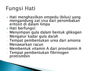  Hati menghasilkan empedu (bilus) yang
mengandung zat sisa dari perombakan
eritosit di dalam limpa
 Hati berfungsi:
- Menyimpan gula dalam bentuk glikogen
- Mengatur kadar gula darah
- Tempat pembentukan urea dari amonia
- Menawarkan racun
- Membentuk vitamin A dari provitamin A
- Tempat pembentukan fibrinogen
protrombin
 