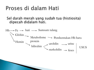 Sel darah merah yang sudah tua (histiosita)
dipecah didalam hati.
Hb Fe
Globin
Hemin
hati Sumsum tulang
Metabolisme
protein
Pembentukan Hb baru
bilirubin
urobilin
sterkobilin
urine
feses
USUS
 