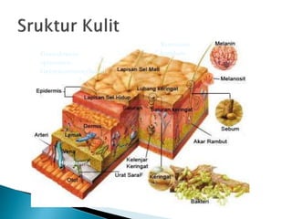 Hipodermis
Korneum
lusidum
Granulosum
spinosum
Germinativum/basal
 