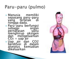  Manusia memiliki
sepasang paru-paru
yang terletak di
rongga dada.
 Paru-paru berfungsi
sebagai organ
pernafasan yaitu
menghirup oksigen
dan mengeluarkan
CO2 + uap air
 Uap air dan CO2
berdifusi di dalam
alveolus kemudian
dikeluarkan
 