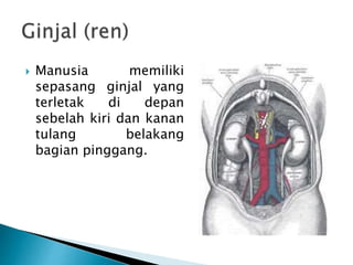  Manusia memiliki
sepasang ginjal yang
terletak di depan
sebelah kiri dan kanan
tulang belakang
bagian pinggang.
 
