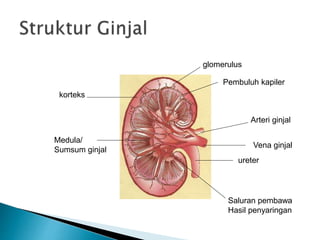 korteks
Medula/
Sumsum ginjal
glomerulus
Pembuluh kapiler
Arteri ginjal
Vena ginjal
ureter
Saluran pembawa
Hasil penyaringan
 