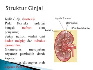 korteks
glomerulus
Pembuluh kapiler
Kulit Ginjal (korteks)
Pada Korteks terdapat
banyak nefron atau
penyaring.
Setiap nefron terdiri dari
badan malpigi dan tubulus
glomerulus.
Glomerulus merupakan
anyaman pembuluh darah
kapiler.
Glomerulus dibungkus oleh
kapsula Bowman
Kapsula Bowman
 