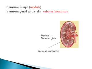 Medula/
Sumsum ginjal
Sumsum Ginjal (medula)
Sumsum ginjal terdiri dari tubulus konturtus
tubulus konturtus
 