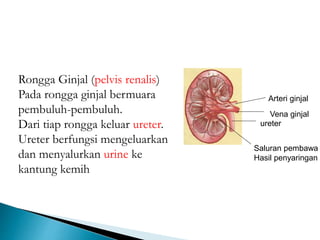 Arteri ginjal
Vena ginjal
ureter
Saluran pembawa
Hasil penyaringan
Rongga Ginjal (pelvis renalis)
Pada rongga ginjal bermuara
pembuluh-pembuluh.
Dari tiap rongga keluar ureter.
Ureter berfungsi mengeluarkan
dan menyalurkan urine ke
kantung kemih
 