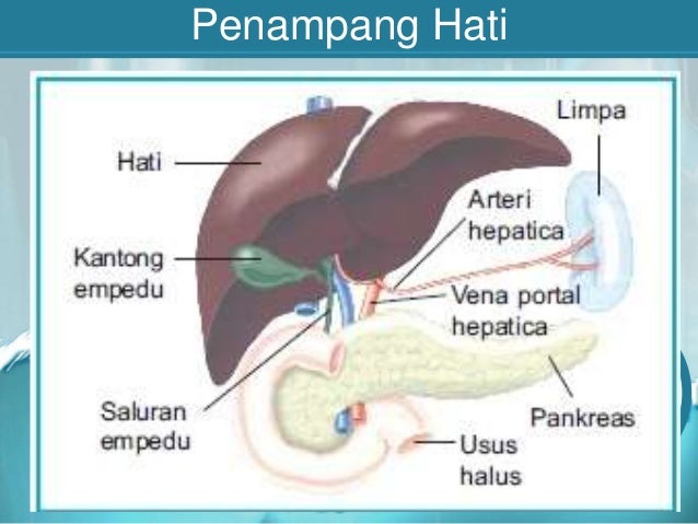 Sistem Ekskresi Manusia Asli