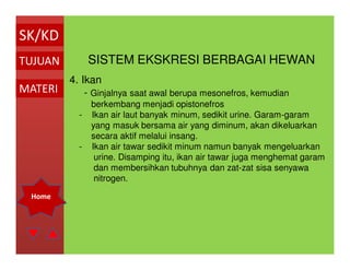75 Mengapa Ikan Air Laut Banyak Minum Sedikit Mengeluarkan Urine Gratis Terbaik